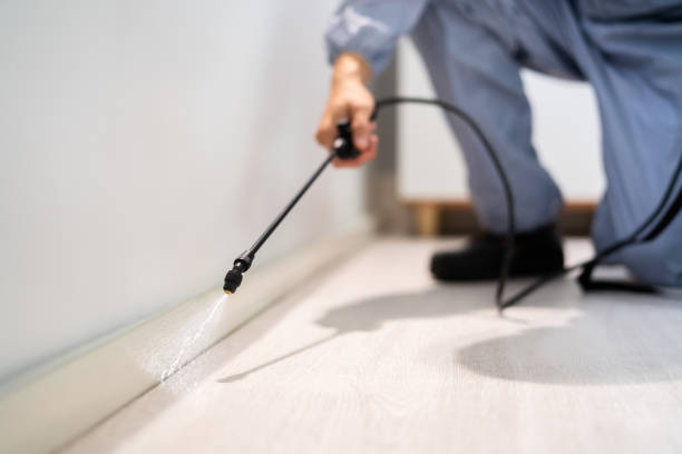 Bed Bug Pre-Treatment Preparation Assessment in Adelphi