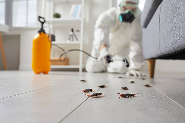 Post-Treatment Bed Bug Interceptor Monitoring in Adelphi